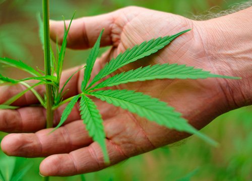 Лист каннабиса в руке